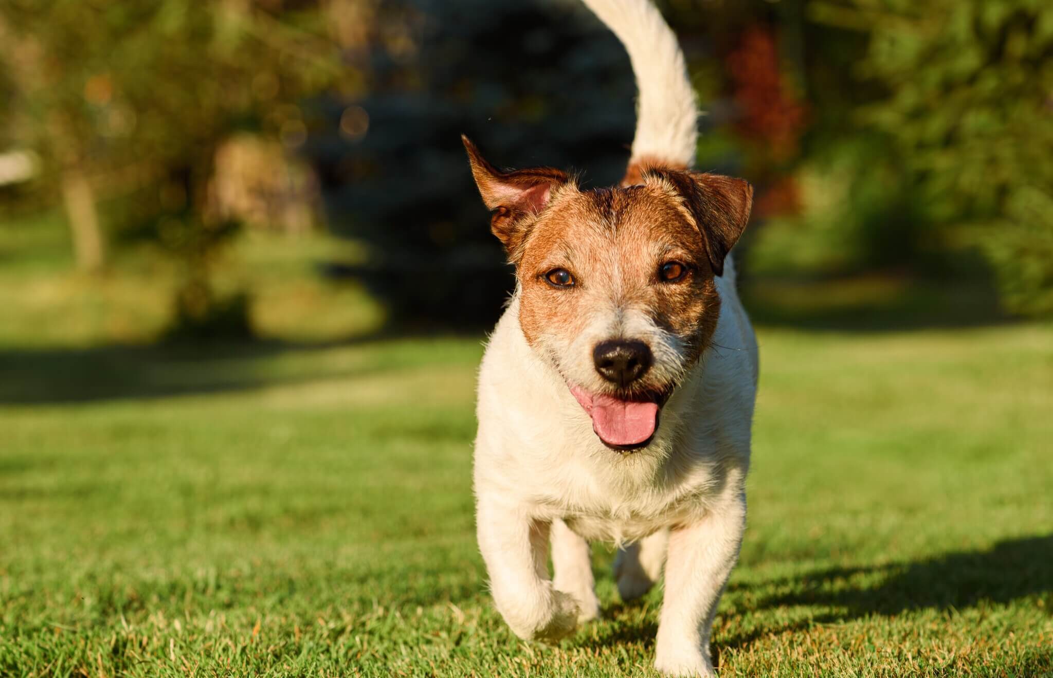 <span>Dog Friendly Lodges & Log Cabins In Baslow</span>